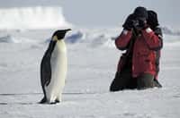 Si certains navigateurs en avaient déjà aperçu une partie avant, ce n'est qu'en 1819 que l'Antarctique fut officiellement découvert, grâce à l'expédition menée par le capitaine William Smith. © Staphy, Adobe Stock